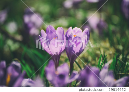 Spring crocus flower 29014652