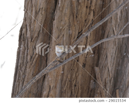 Chipmunk Chipmunk 29015534
