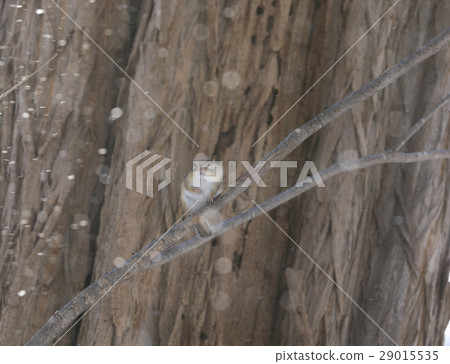 Chipmunk Chipmunk 29015535