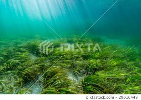 At the climax of Amamo, Notojima 29016449