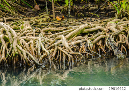 Beautiful Mangrove Root on Water Background. Beautiful Mangrove Root on Water Background. 29016612