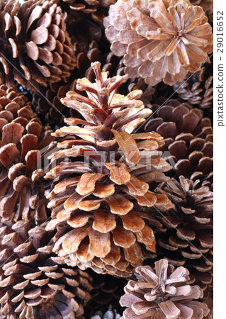 Pinecone 29016652