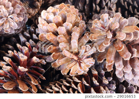 Pinecone 29016653