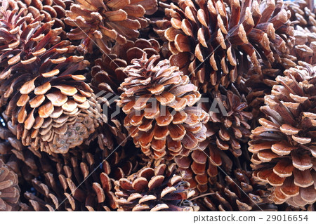 Pinecone 29016654