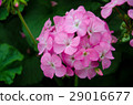 Close-up Beautiful Pink Hydrangea in the Garden 29016677