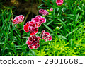 Beautiful Red Carnation with Green Background 29016681