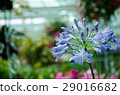 African Lily Inflorescence delicate. 29016682