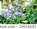 African Lily Inflorescence delicate. 29016683