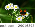 Bennisimi 29016892
