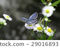 Swallowfish 29016893