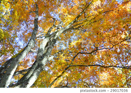 [南阿爾卑斯山]鳳凰山的黃葉 29017036