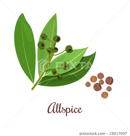 Blossoming Allspice with seeds. 29017097