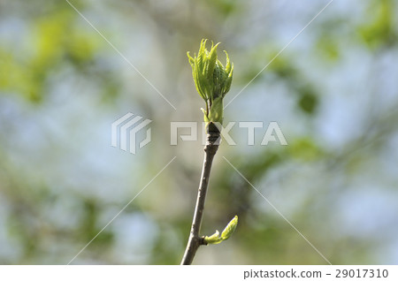 Coasiabra的萌芽 Coasiabra的萌芽 29017310