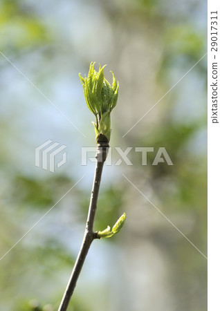 Coasiabra的萌芽 Coasiabra的萌芽 29017311