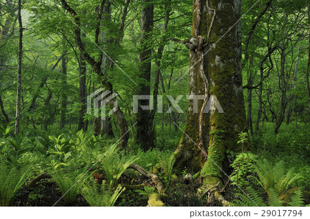 Forest of Hokkaido Forest of Hokkaido 29017794