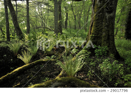 北海道的森林 29017796