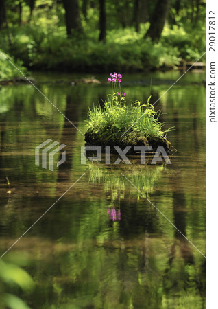 報春花盛開的河流 29017812