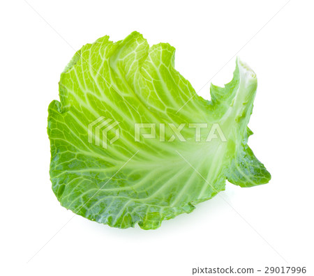 cabbage leaf on white background cabbage leaf on white background 29017996