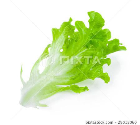 Salad leaf. Lettuce isolated on white background Salad leaf. Lettuce isolated on white background 29018060