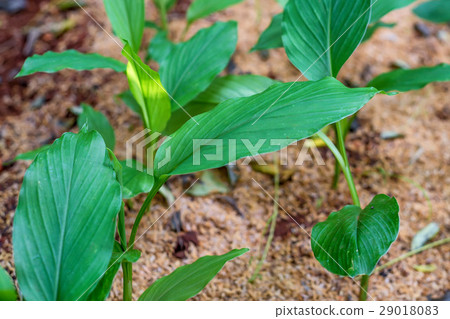 Turmeric or Curcuma longa Turmeric or Curcuma longa 29018083