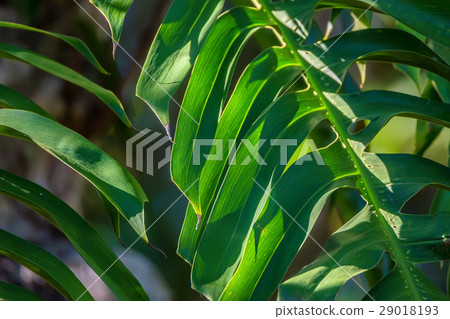 Big green leaf of Monstera plant 29018193