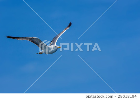 Seagull hovers in sky 29018194