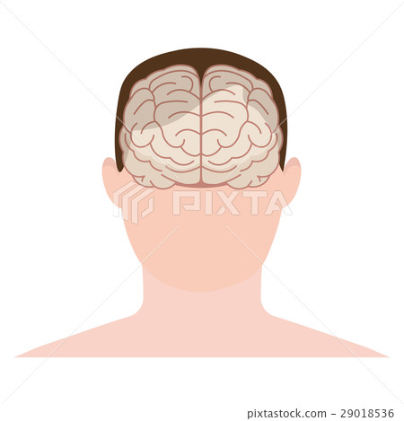 Head human, face and brain in flat style. Head human, face and brain in flat style. 29018536