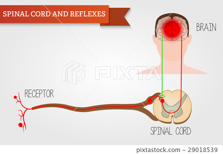 Infographics spinal cord and reflexes. Infographics spinal cord and reflexes. 29018539
