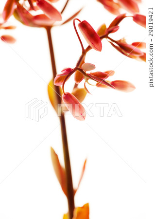 花，蝴蝶之舞錦，多肉植物，Variegata，バタフライダンスカム、多肉植物 29019421