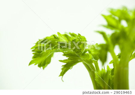 西洋芹,芹菜,蔬菜,Apium graveolens,celery, vegetables,セロリ、 西洋芹,芹菜,蔬菜,Apium graveolens,celery, vegetables,セロリ、 29019463