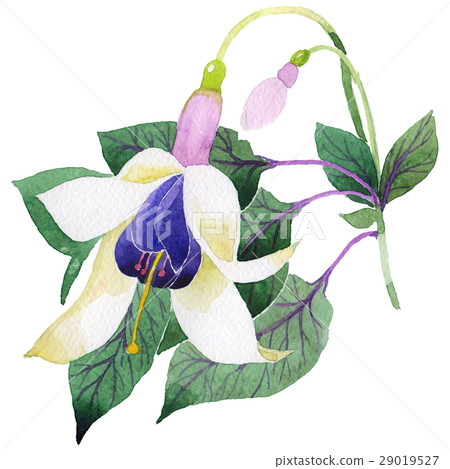 Wildflower fuchsia flower in a watercolor style 29019527