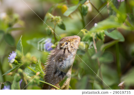 The Lizard from Thailand country The Lizard from Thailand country 29019735
