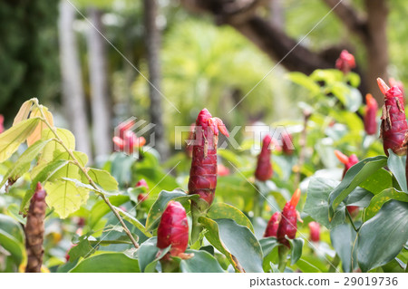 Red flower From Thailand country (Southeast Asia) 29019736