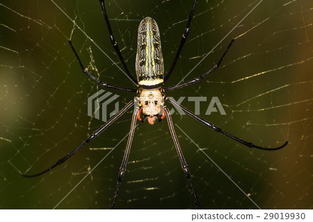 Golden Spider on it web Golden Spider on it web 29019930