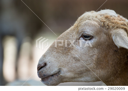 this is a close up of a sheep this is a close up of a sheep 29020009