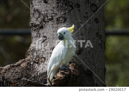 Portrait of Cockatoo that beautiful bird Portrait of Cockatoo that beautiful bird 29020017
