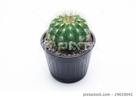 Cactus isolated on white background 29020042