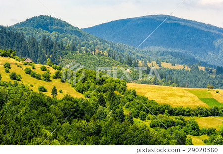 forest on a mountain hillside in rural area 29020380