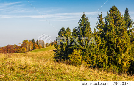 spruce forest on the hillside spruce forest on the hillside 29020383