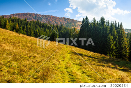 spruce forest on the hillside spruce forest on the hillside 29020384