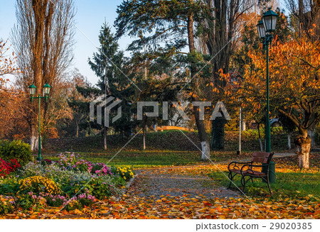 flower blossom in city park in autumn flower blossom in city park in autumn 29020385