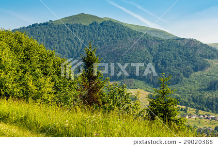 forest on a mountain hillside in rural area forest on a mountain hillside in rural area 29020388