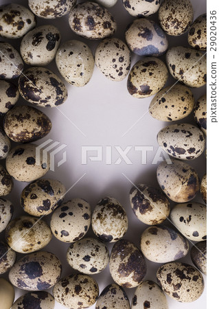 Round Empty Space Between Quail Eggs, Top Closeup 29020436