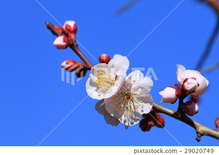 李子的花和芽在綻放的 29020749