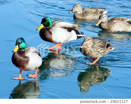 Toronto Lake ducks are on the ice 2017 Toronto Lake ducks are on the ice 2017 29021127