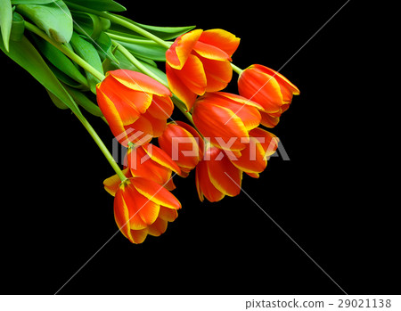 Beautiful bouquet of tulips on a black background. Beautiful bouquet of tulips on a black background. 29021138