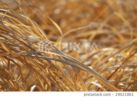 Withered grass 29021861