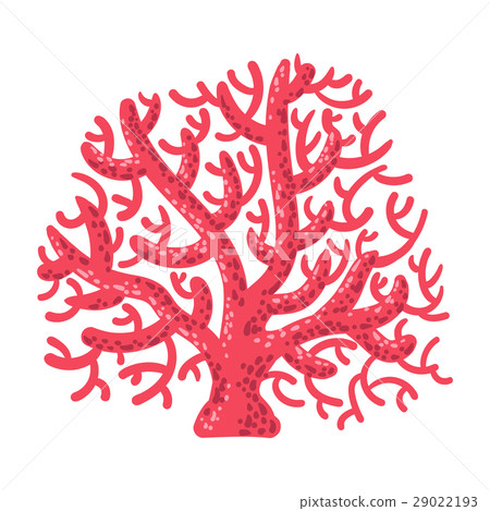 Red Fan Coral, Tropical Reef Marine Invertebrate 29022193