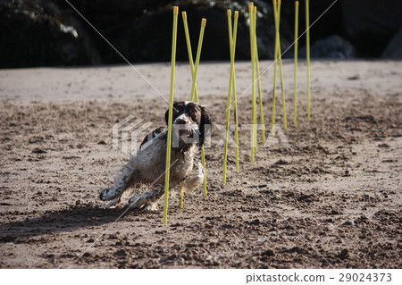 english springer spaniel pet gundog agility english springer spaniel pet gundog agility 29024373
