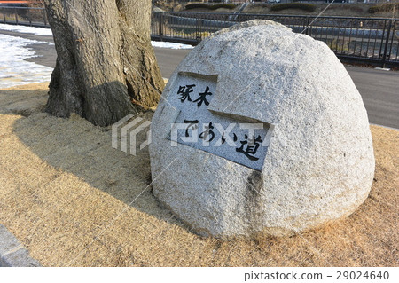 Sakire trees 29024640